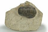 Detailed Gerastos Trilobite Fossil - Morocco #310269-3